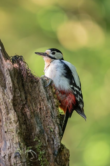 Free Woodpecker Bird photo and picture