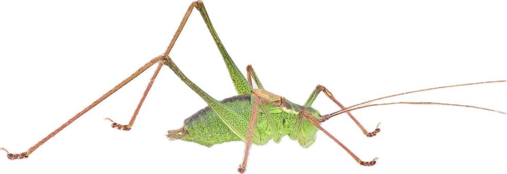 Free Nature Insect illustration and picture