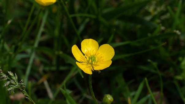 Free Flower Hd Wallpaper photo and picture