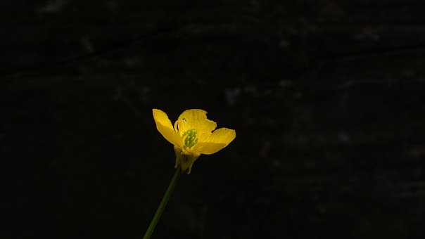 Free Flower Beautiful Flowers photo and picture
