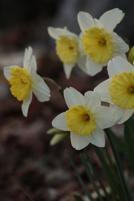 Free Daffodils Yellow photo and picture