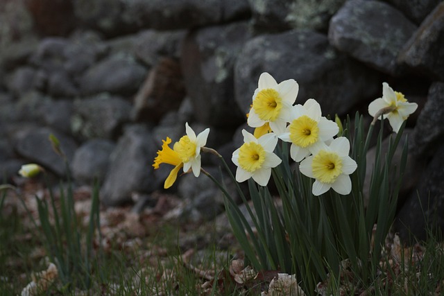 Free Daffodils Nature photo and picture