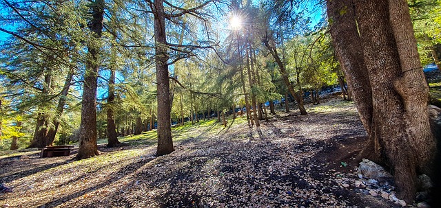 Free Forest Nature photo and picture