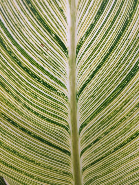 Textura, Folha, Natureza