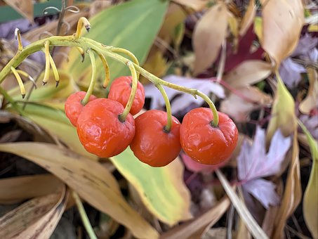 Free Red Leaf photo and picture