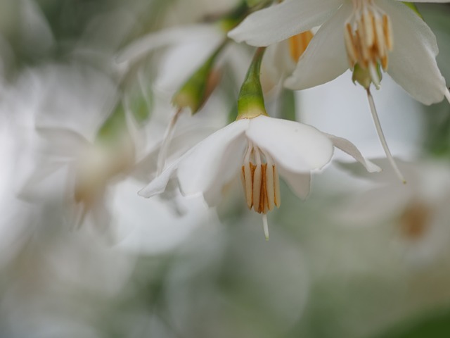 Free Styrax Flowers photo and picture
