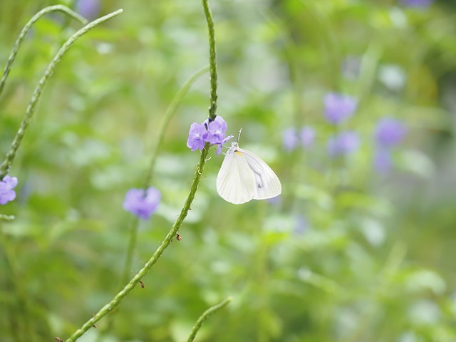 Free Butterfly Pieridae photo and picture