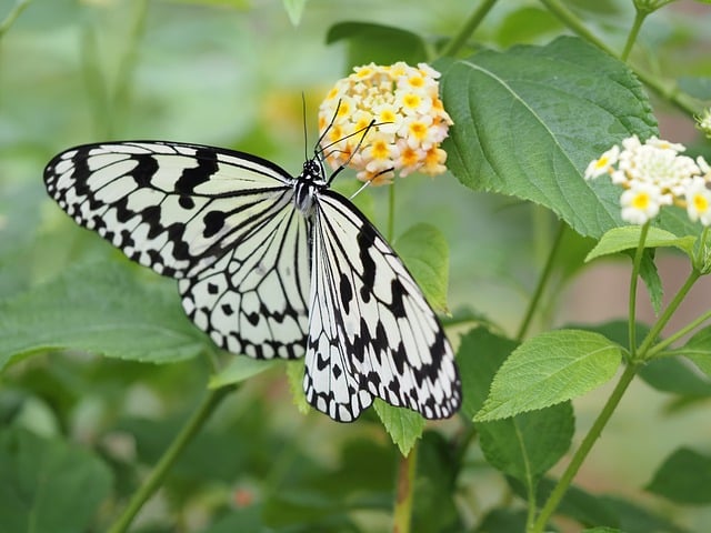 Free Insect Butterfly photo and picture