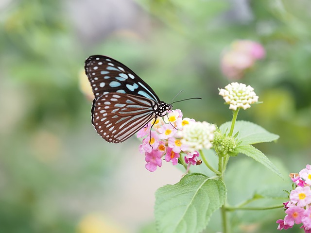 Free Nymphalidae Butterfly photo and picture
