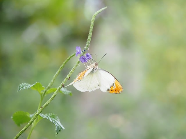 Free Pieridae Butterfly photo and picture