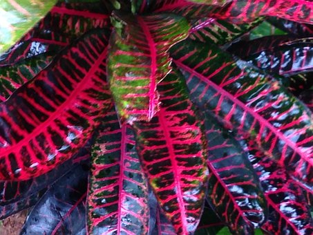 Free Red Leaf photo and picture