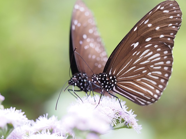 Free Nymphalidae Butterfly photo and picture