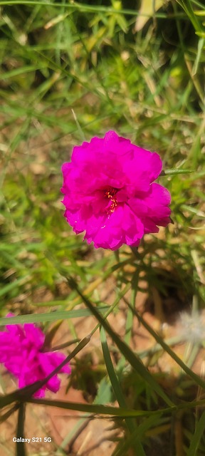 Flor, Naturaleza, Florecer, Flora