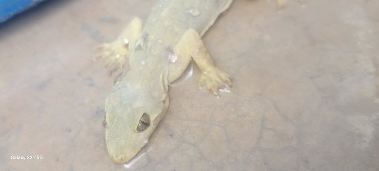 Lagarto, Naturaleza, Reptil, Animal