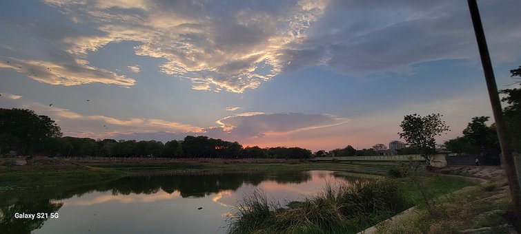 Parque, Oscuridad, Naturaleza, Pájaro