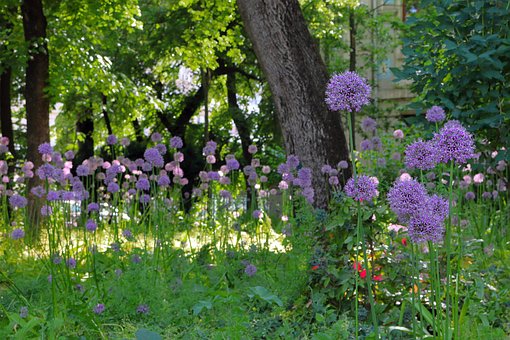 Free Flowers Bloom photo and picture