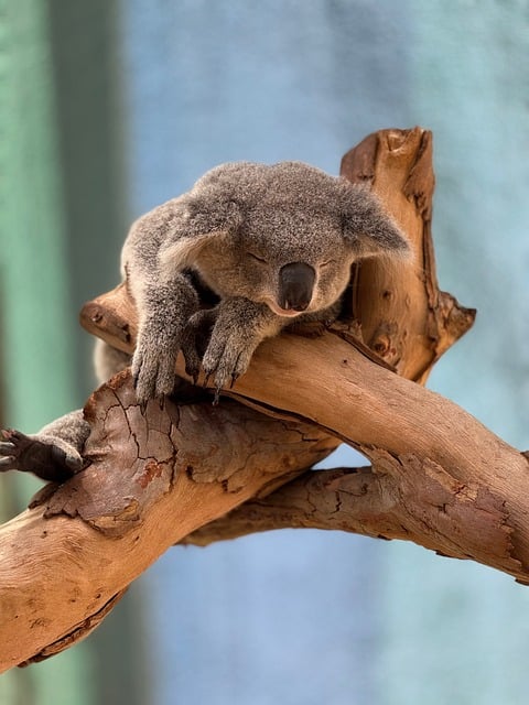 Free Koala Australia photo and picture