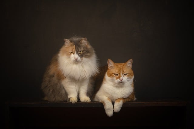 Gato, Bicho De Estimação, Animal