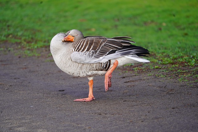 Free Nature Water Bird photo and picture