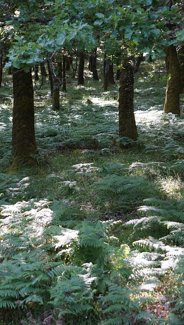 Free Forest Nature photo and picture