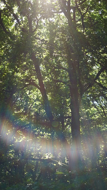 Free Pattada Forest photo and picture