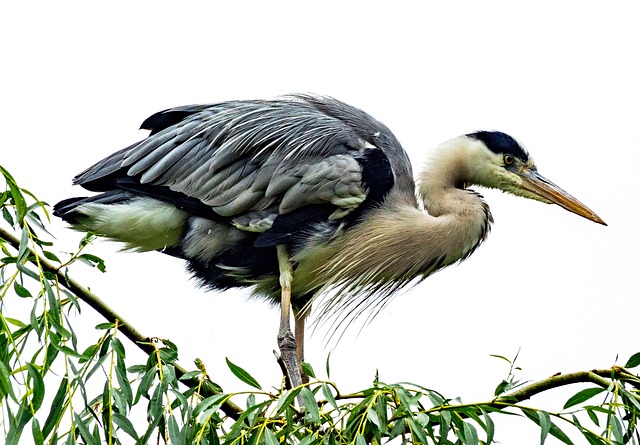 Free Nature Water Bird photo and picture
