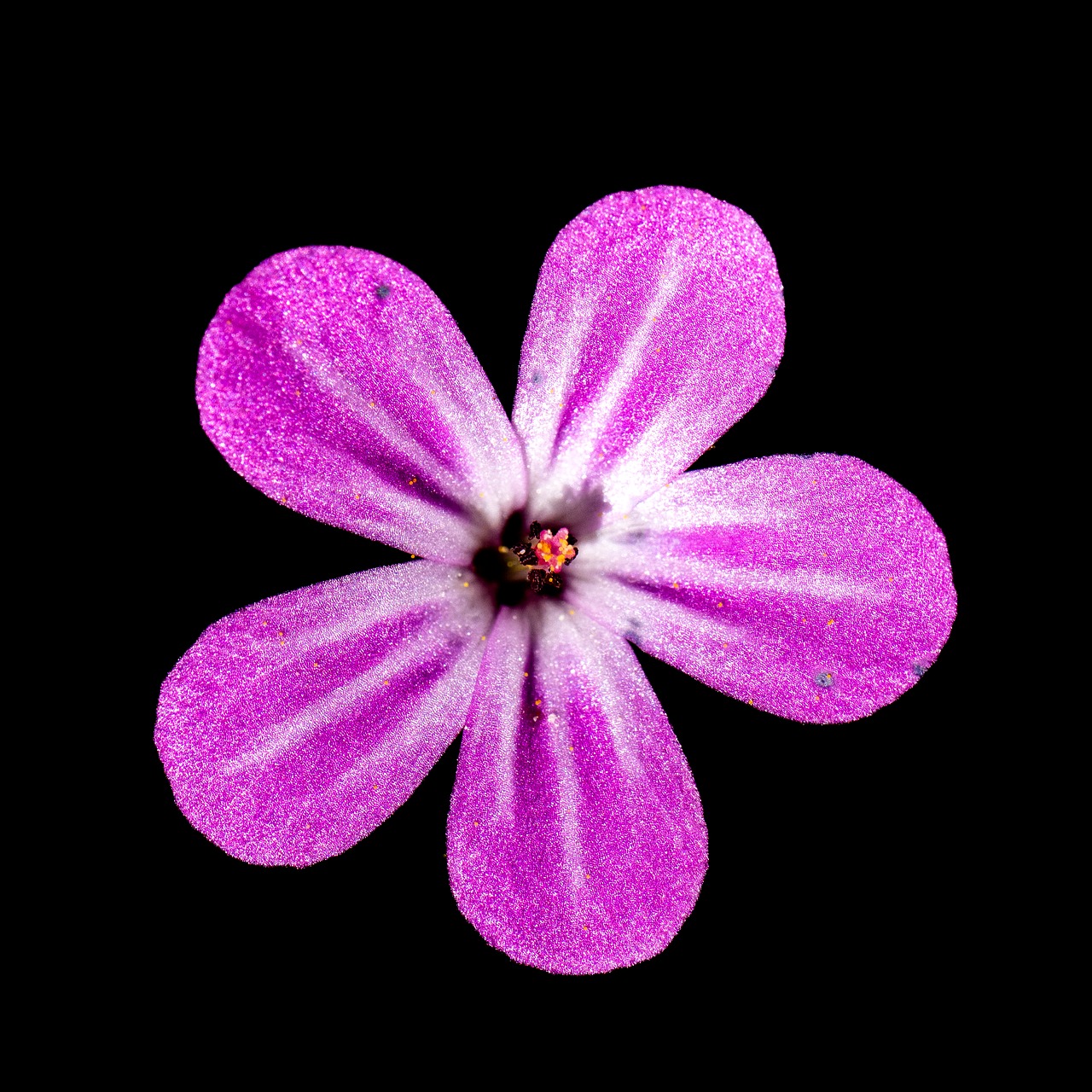 Pointed Flower Nature Close Up - Free photo on Pixabay