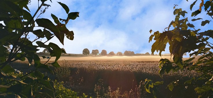 Paisaje, Naturaleza, Campo, Trigo, Grano