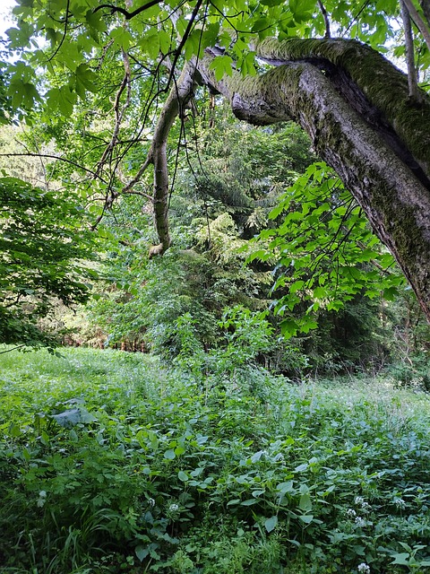 Natur, Sommer, Skov, Vild, Udendørs