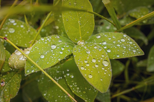 Free Dew Nature photo and picture