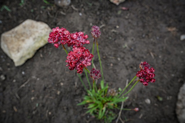 Free Carnation Nature photo and picture