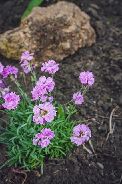 Free Carnation Nature photo and picture