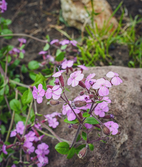 Free Flower Nature photo and picture