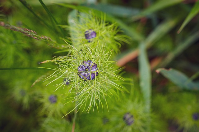 Free Flower Nature photo and picture