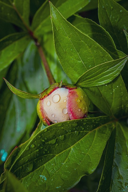 Free Flower Rain photo and picture