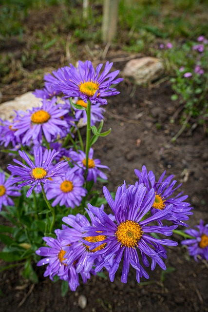 Free Flower Nature photo and picture
