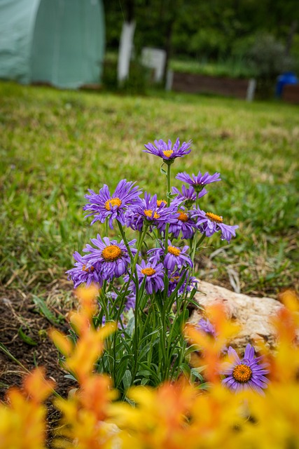 Free Flower Nature photo and picture