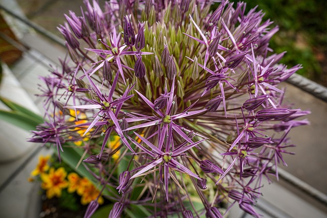 Free Flower Nature photo and picture