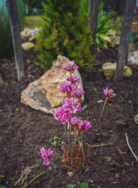 Free Lawn Carnation Carnation photo and picture
