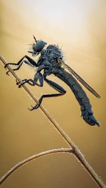 Insekt, Asilidae, Entomologie, Natur
