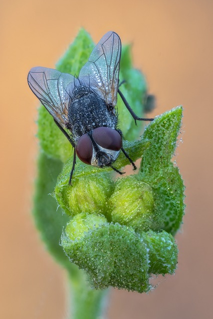 Flügel, Makro, Entomologie, Fliege