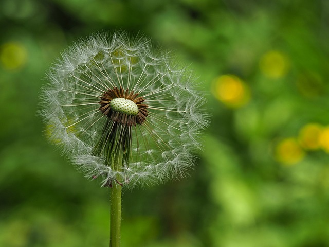 Free Dandelion Nature Wallpaper photo and picture