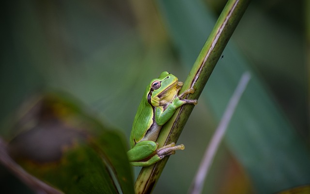 Free Frog Ecosystem photo and picture