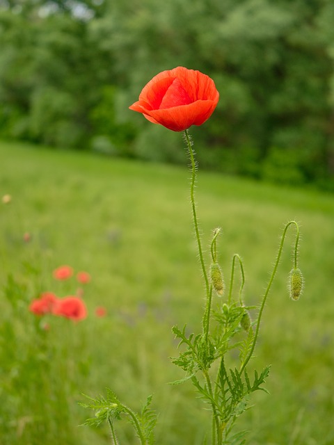 Bloem, Wild, Papaver, Natuur, Weide