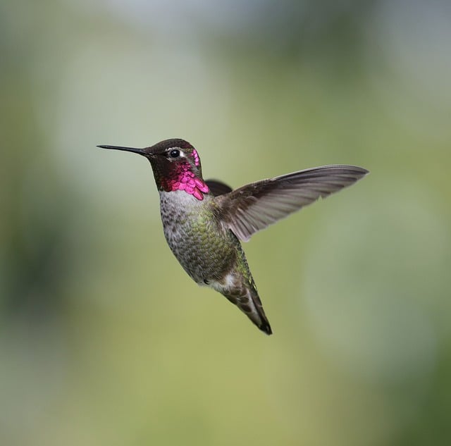 Anna hummingbird, hummingbird, wildlife and bird — photo by Veronika_Andrews