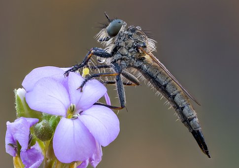 Insekt, Asilidae, Entomologie, Natur