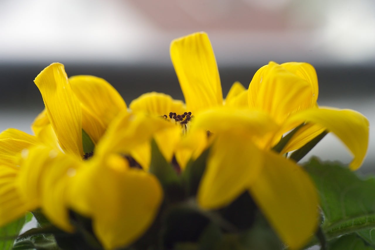 Sunflower Nature Yellow - Free photo on Pixabay