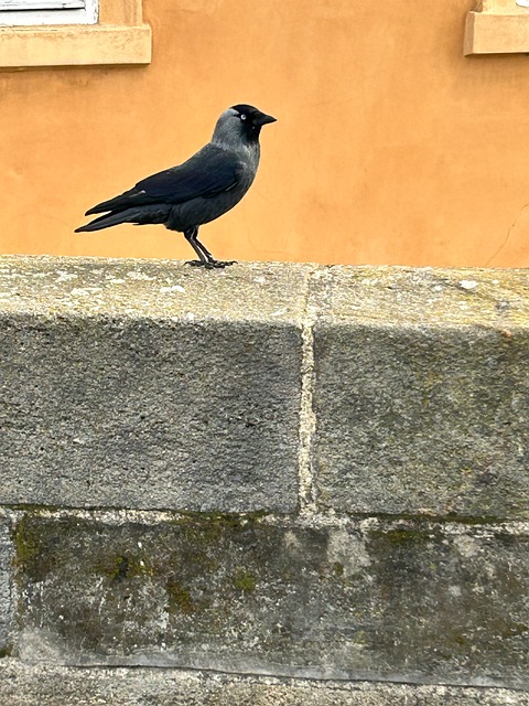 Free Nature Bird photo and picture