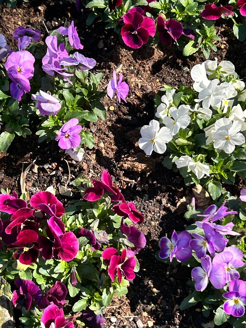 Free Flowers Nature photo and picture