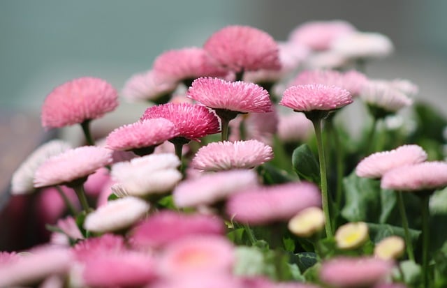 Blumentapete, Natur, Naturtapete